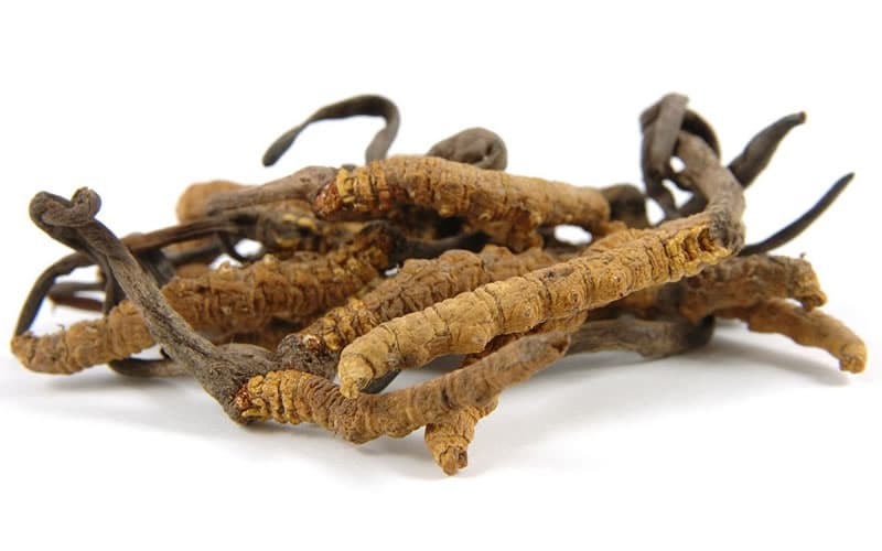 Cordyceps Mushrooms