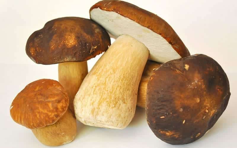 Porcini Mushrooms