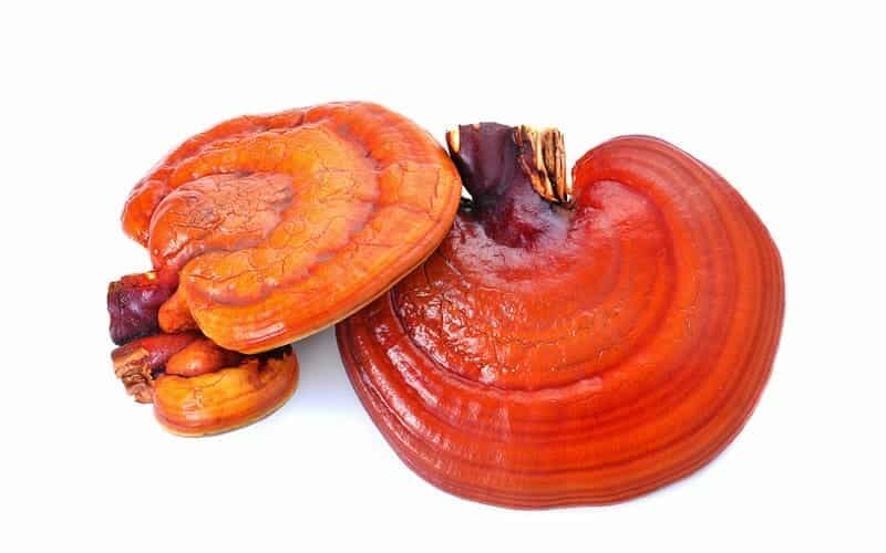 Reishi Mushrooms